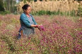 Florists In Nepal At Brisk As Tihar- Diwali- Festival Of Lights And Flowers Approaches