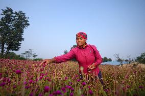 Florists In Nepal At Brisk As Tihar- Diwali- Festival Of Lights And Flowers Approaches