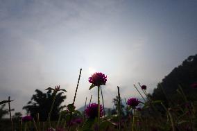 Florists In Nepal At Brisk As Tihar- Diwali- Festival Of Lights And Flowers Approaches