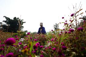 Florists In Nepal At Brisk As Tihar- Diwali- Festival Of Lights And Flowers Approaches