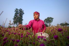 Florists In Nepal At Brisk As Tihar- Diwali- Festival Of Lights And Flowers Approaches