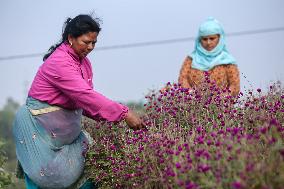 Florists In Nepal At Brisk As Tihar- Diwali- Festival Of Lights And Flowers Approaches