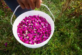 Florists In Nepal At Brisk As Tihar- Diwali- Festival Of Lights And Flowers Approaches