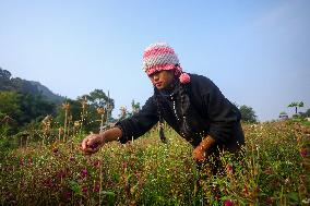 Florists In Nepal At Brisk As Tihar- Diwali- Festival Of Lights And Flowers Approaches