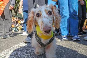 Tompkins Square Halloween Dog Parade