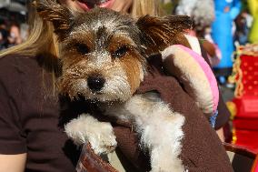 Tompkins Square Halloween Dog Parade