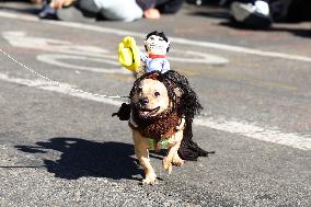 Tompkins Square Halloween Dog Parade