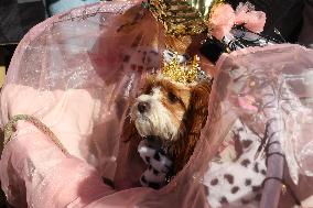 Tompkins Square Halloween Dog Parade