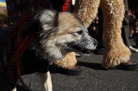 Tompkins Square Halloween Dog Parade