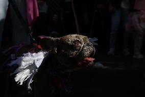 Tompkins Square Halloween Dog Parade