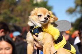 Tompkins Square Halloween Dog Parade