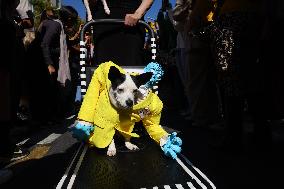 Tompkins Square Halloween Dog Parade