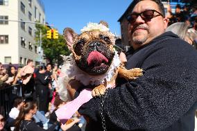 Tompkins Square Halloween Dog Parade