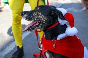 Tompkins Square Halloween Dog Parade