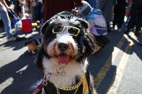 Tompkins Square Halloween Dog Parade