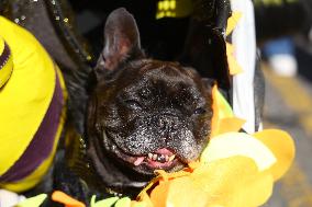 Tompkins Square Halloween Dog Parade