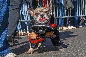 Tompkins Square Halloween Dog Parade