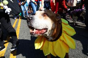 Tompkins Square Halloween Dog Parade