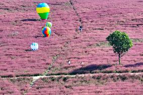 Pink Grass Tour in Yangzhou