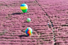 Pink Grass Tour in Yangzhou