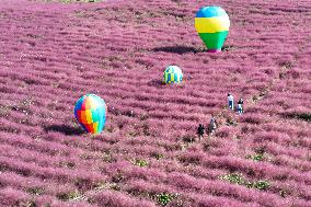 Pink Grass Tour in Yangzhou