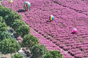 Pink Grass Tour in Yangzhou