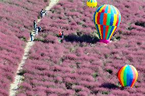 Pink Grass Tour in Yangzhou