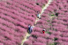 Pink Grass Tour in Yangzhou