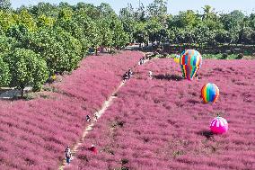 Pink Grass Tour in Yangzhou