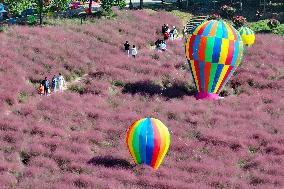 Pink Grass Tour in Yangzhou