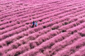 Pink Grass Tour in Yangzhou