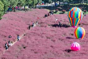 Pink Grass Tour in Yangzhou