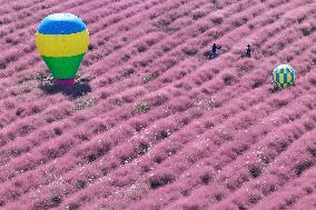 Pink Grass Tour in Yangzhou