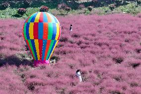 Pink Grass Tour in Yangzhou