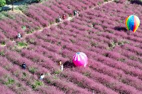 Pink Grass Tour in Yangzhou