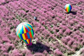 Pink Grass Tour in Yangzhou