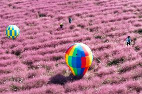 Pink Grass Tour in Yangzhou