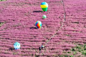 Pink Grass Tour in Yangzhou