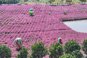 Pink Grass Tour in Yangzhou