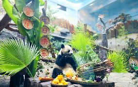 Giant Panda's Birthday in Chongqing