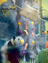 Giant Panda's Birthday in Chongqing