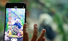 Giant Panda's Birthday in Chongqing