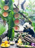 Giant Panda's Birthday in Chongqing