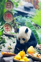 Giant Panda's Birthday in Chongqing