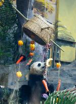 Giant Panda's Birthday in Chongqing