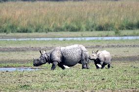 India Wildlife