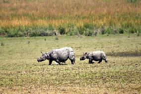 India Wildlife