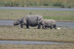 India Wildlife