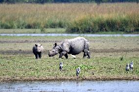 India Wildlife