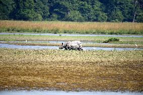 India Wildlife